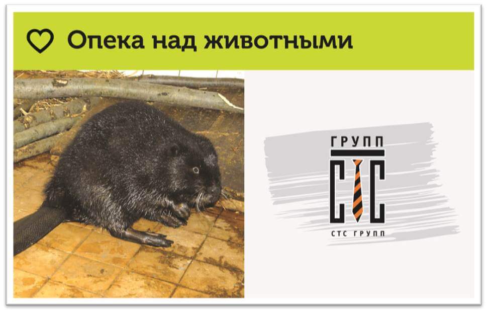 СТС Групп участвует в программе опекунства Московского зоопарка.jpg